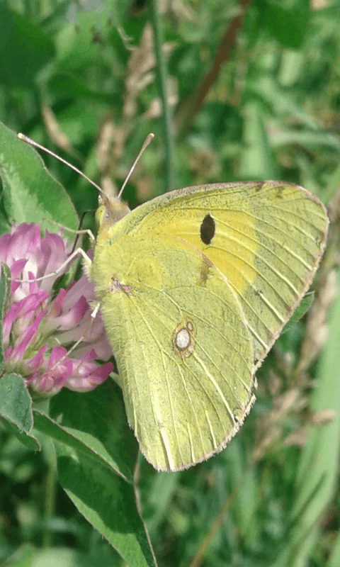 Quale Colias (Pieridae)?  Colias alfacariensis